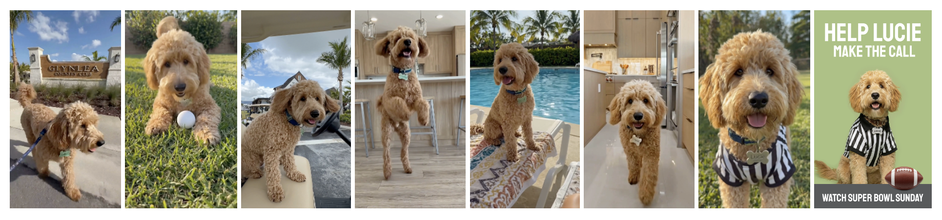 Goldendoodle on leash near Glynlea Country Club sign